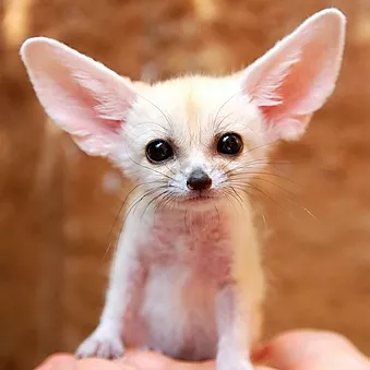 Антон Брежестовский - Mr. Fennec курс, который научит вас понимать песни